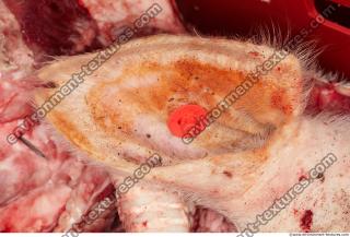 Photo Textures of RAW Pork Meat